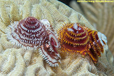 Christmas tree worms